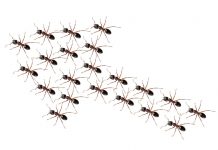 Five disciplines of our most profitable clients ants