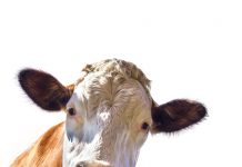 What can a cow teach you about business models? cow