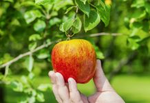 Are you failing to pick the low hanging marketing fruit? apple