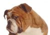 Five bad attitudes you do not want to become known for at work dog with a bad attitude