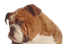 Five bad attitudes you do not want to become known for at work dog with a bad attitude